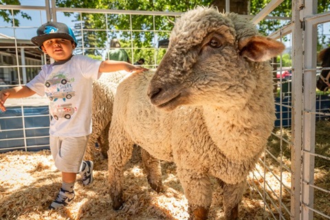 boy with sheep.jpg
